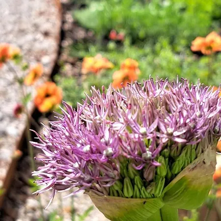 Tra Montagne E Mare * Ispani